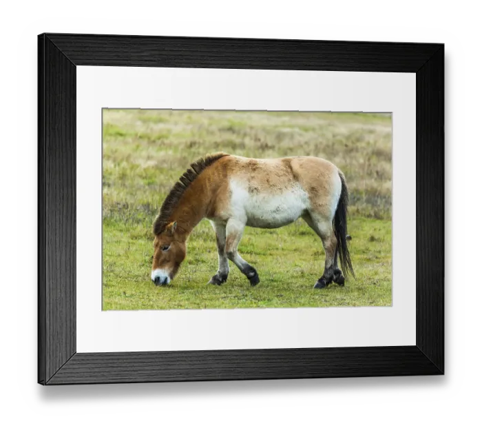 Framed Print : Przewalski's horsePrzewalski's horse