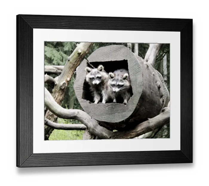 Framed Print : Raccoons