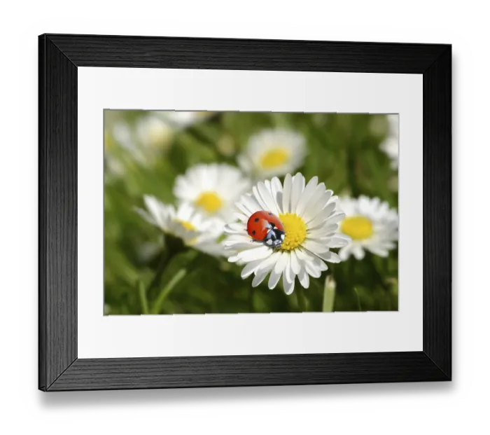 Framed Print : Ladybird