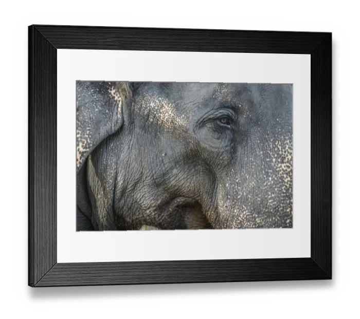 Framed Print : Elephants of Sri Lanka candy. Shooting Location: Sri Lanka Framed Print : Elephants of Sri Lanka candy. Shooting Location: Sri Lanka