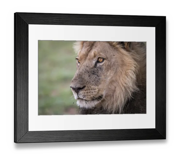 Framed Print : Side profile of a male Lion in the Kgalagadi Transfrontier Park