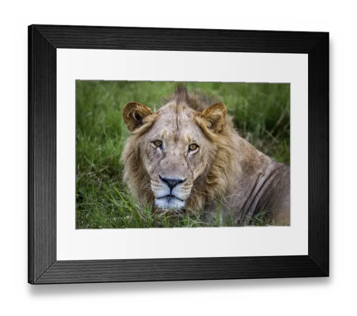 Framed Print : Close up of a male Lion in the Okavango Delta Framed Print : Close up of a male Lion in the Okavango Delta