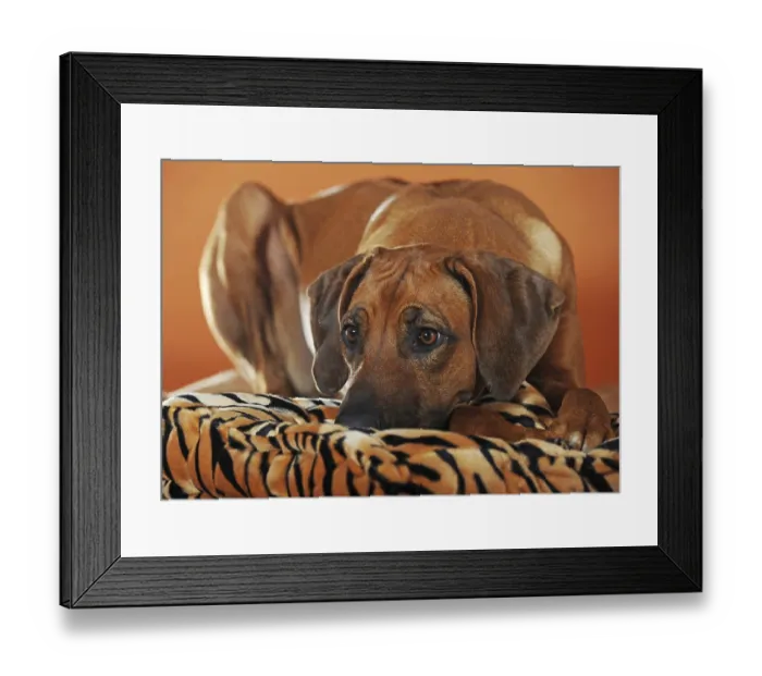 Framed Print : Rhodesian Ridgeback lying on cushion, female dog Framed Print : Rhodesian Ridgeback lying on cushion, female dog