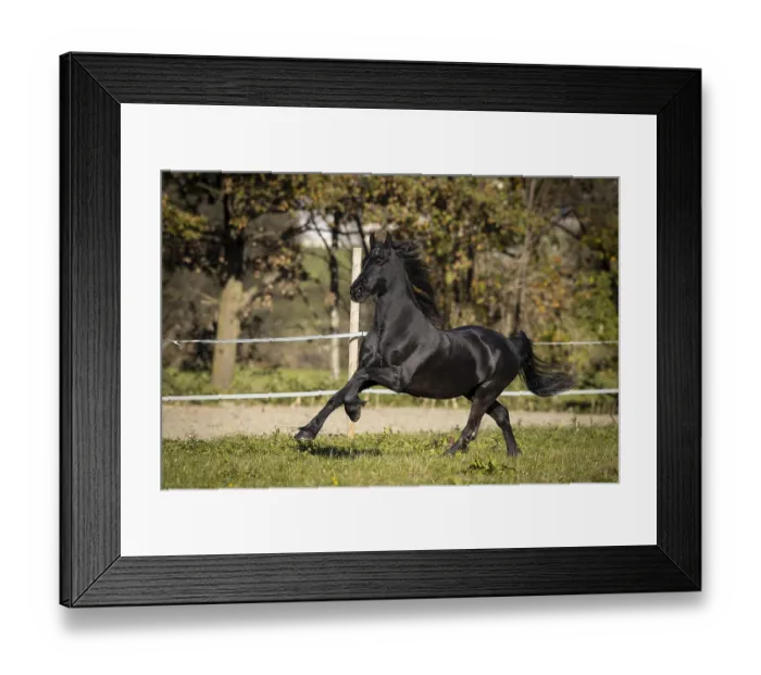 Framed Print : Frisian gelding in the pasture in autumn Framed Print : Frisian gelding in the pasture in autumn
