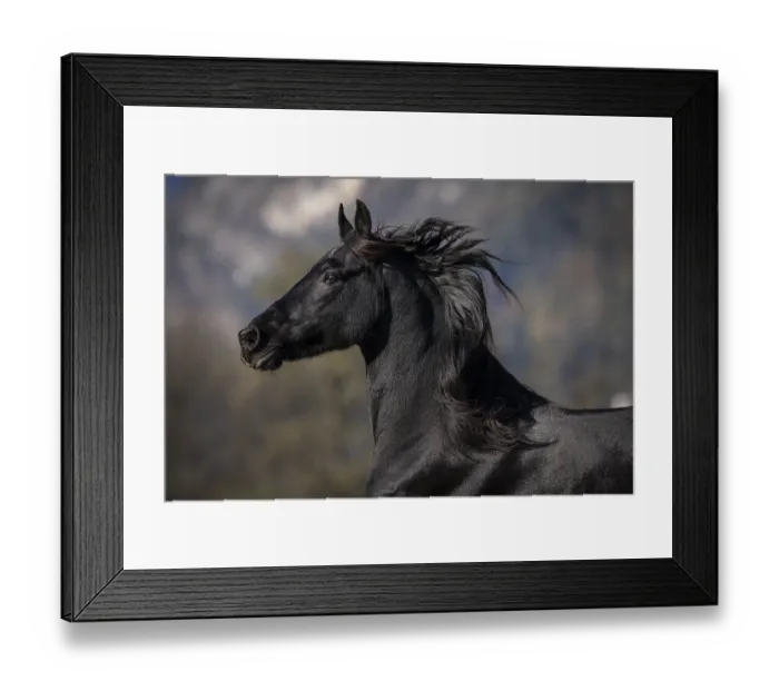 Framed Print : Frisian gelding in the pasture in autumn Framed Print : Frisian gelding in the pasture in autumn