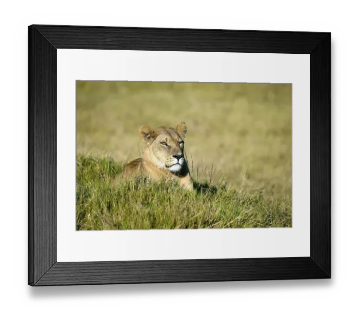 Framed Print : Lion (Panthera leo), Okavango Delta Framed Print : Lion (Panthera leo), Okavango Delta