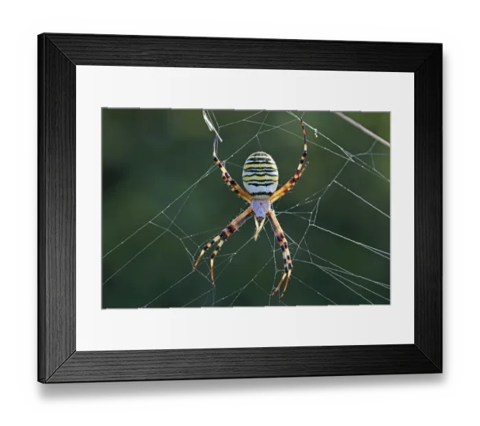 Framed Print : Wasp spider, Argiope bruennichi