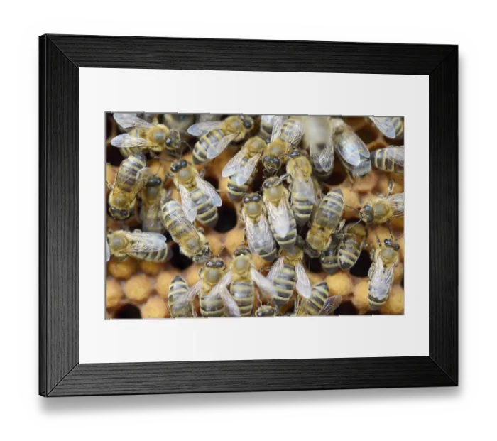 Framed Print : Honey bees (Apis mellifera), worker bees on the drone brood cells