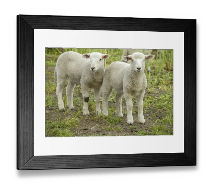 Framed Print : Two young lambs standing close to each other in a meadow Framed Print : Two young lambs standing close to each other in a meadow
