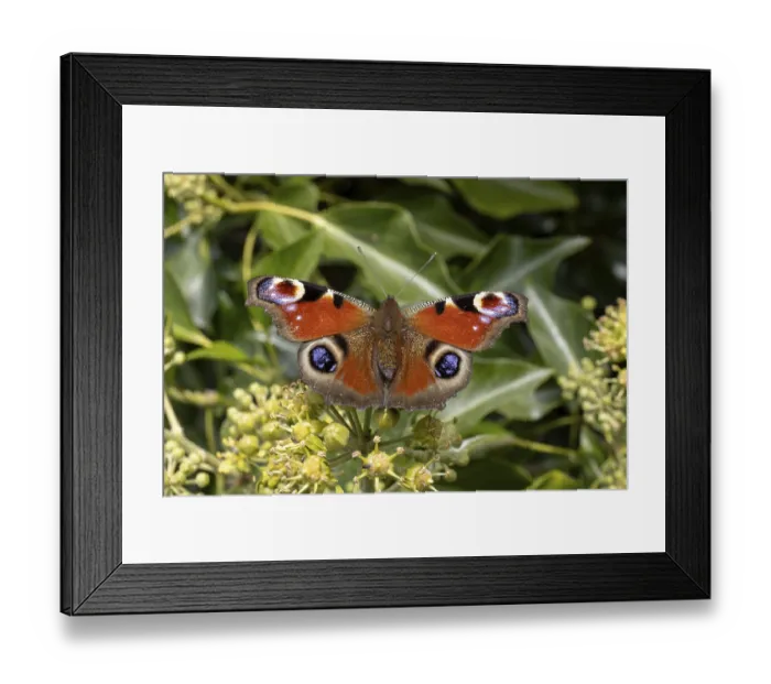 Framed Print : Peacock butterfly (Aglais io) on flower