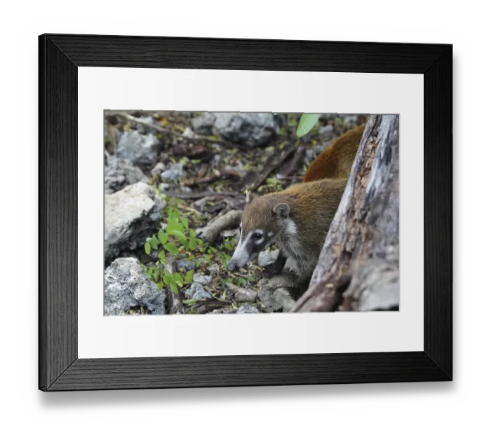 Framed Print : Coati ring Tailed Nasua Narica animal in South America