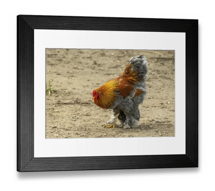 Framed Print : Rooster on the move in search of food