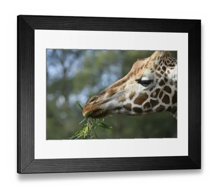 Framed Print : Portrait of an Rothschild's giraffe (G) Framed Print : Portrait of an Rothschild's giraffe (G)