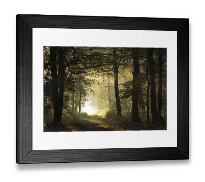Framed Print : Oak trees backlit by the rising sun in a misty forest Framed Print : Oak trees backlit by the rising sun in a misty forest