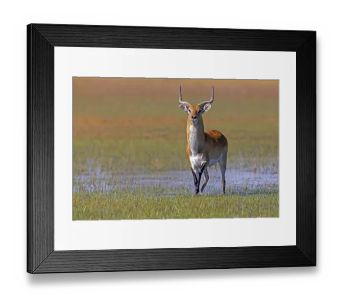 Framed Print : Red hartebeest, Africa, Botswana Framed Print : Red hartebeest, Africa, Botswana