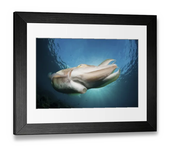 Framed Print : Broad-bodied sepia, Sepia latimanus