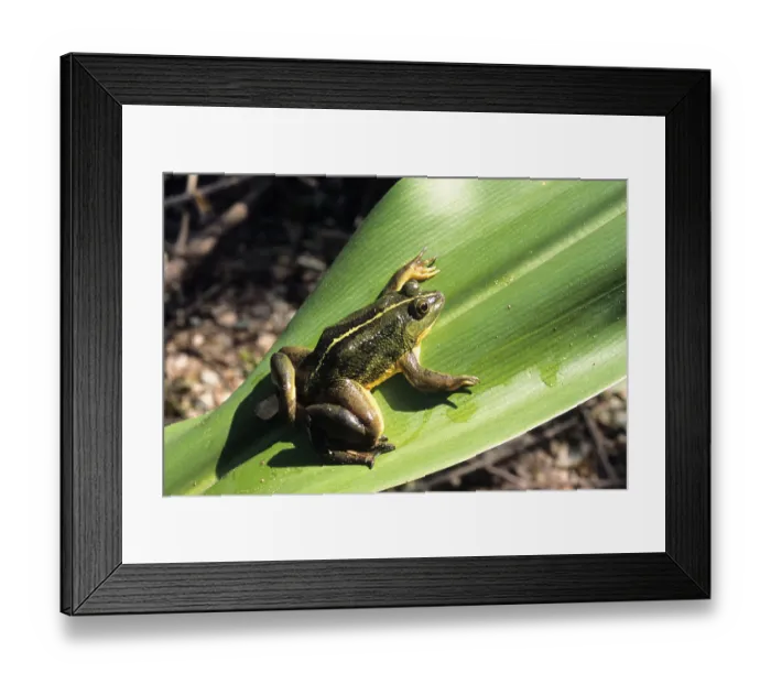 Framed Print : Green frog rana hexadactyla