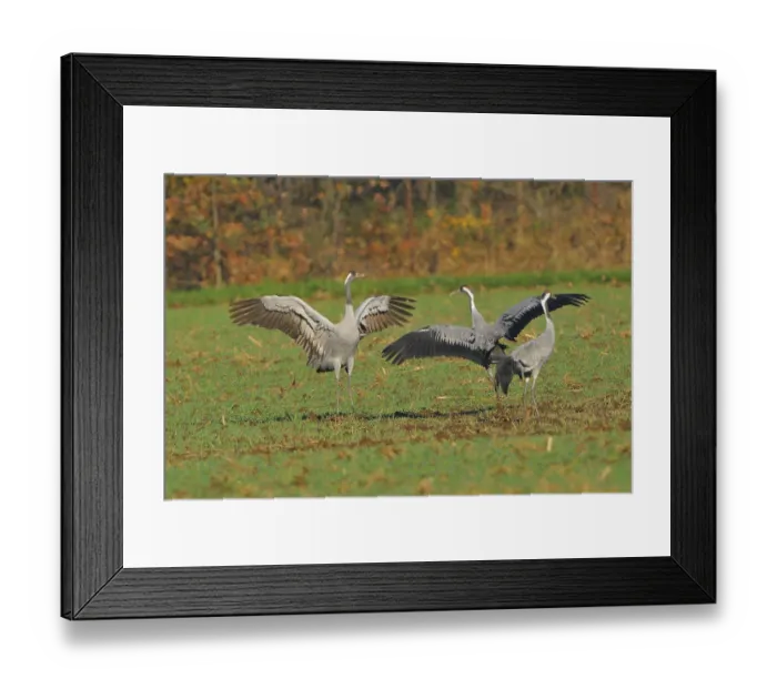 Framed Print : Common Crane, Grus grus, grey crane