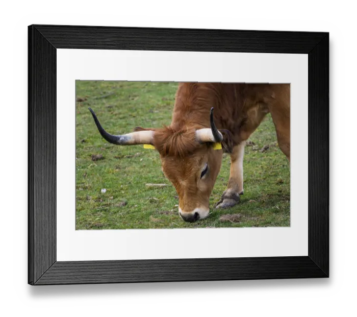 Framed Print : Brown bull eating grass. (Bos primigenius taurus) Framed Print : Brown bull eating grass. (Bos primigenius taurus)