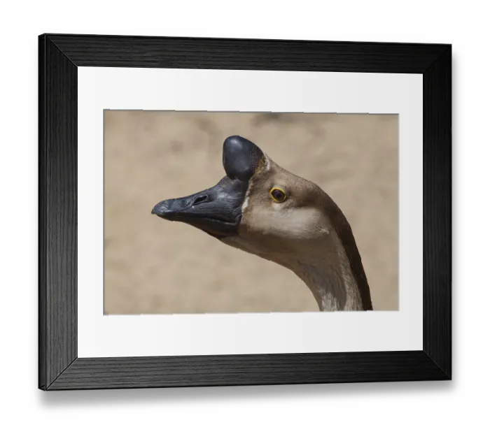 Framed Print : Portrait of typical brown Chinese Goose also known as Swan Goose in the farm