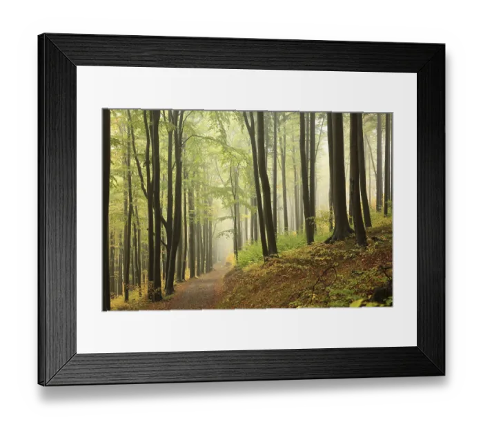Framed Print : A trail among beech trees through an autumn forest in a misty rainy weather Framed Print : A trail among beech trees through an autumn forest in a misty rainy weather