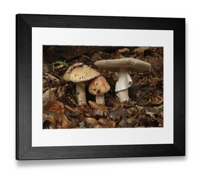 Framed Print : Pearl mushroom (Amanita rubescens)