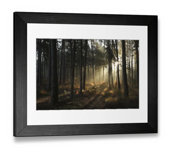 Framed Print : Sunrise in a misty coniferous forest Framed Print : Sunrise in a misty coniferous forest