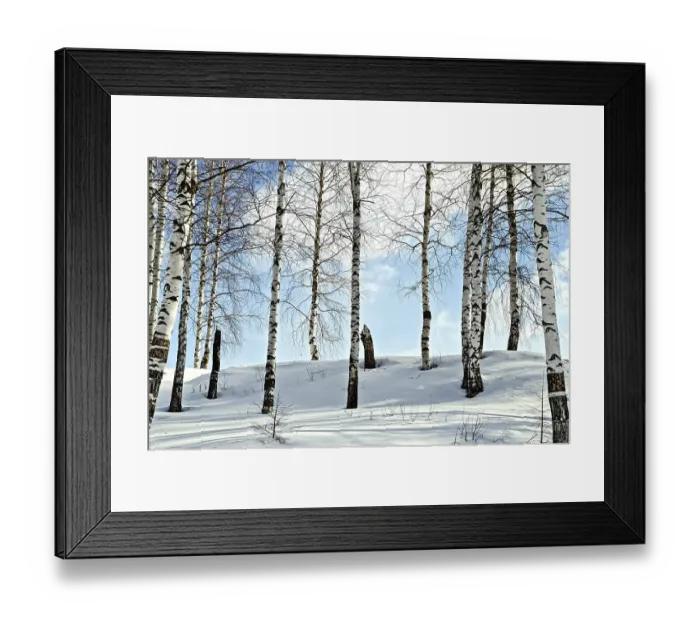 Framed Print : Birch trees in a forest against the background of snow
