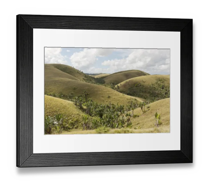 Framed Print : Deforested hills with forests of Traveller's Trees or Traveller's Palms (Ravenala madagascariensis) in the valleys Framed Print : Deforested hills with forests of Traveller's Trees or Traveller's Palms (Ravenala madagascariensis) in the valleys