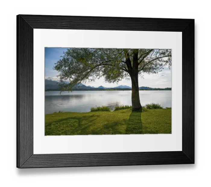 Framed Print : Sunbathing lawn at Lake Hopfensee with tree and the Allgaeu Alps in the background