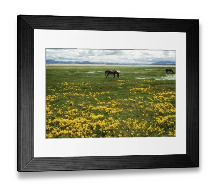 Framed Print : Bank of Mansarovar, Kailash Trek, Tibet Framed Print : Bank of Mansarovar, Kailash Trek, Tibet