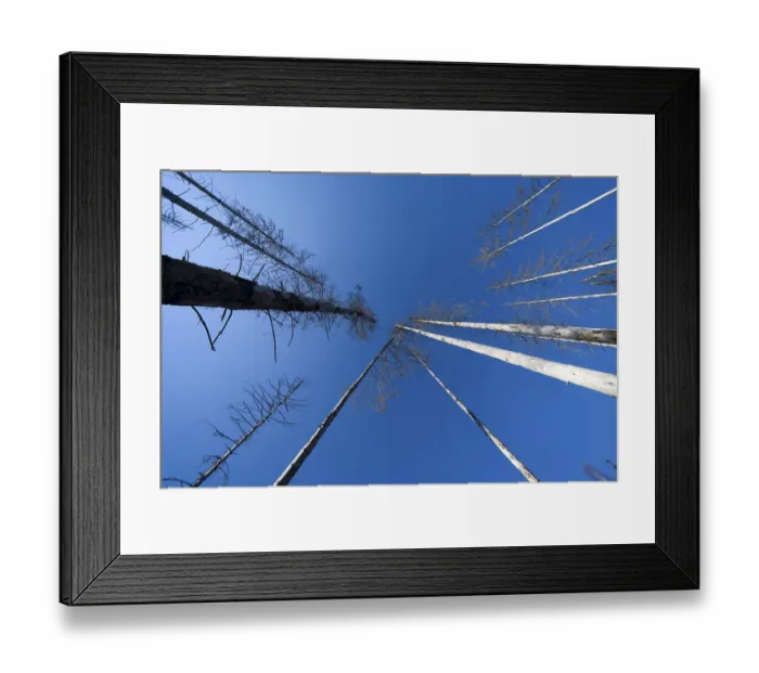 Framed Print : Dead Spruce (Picea abies) trees