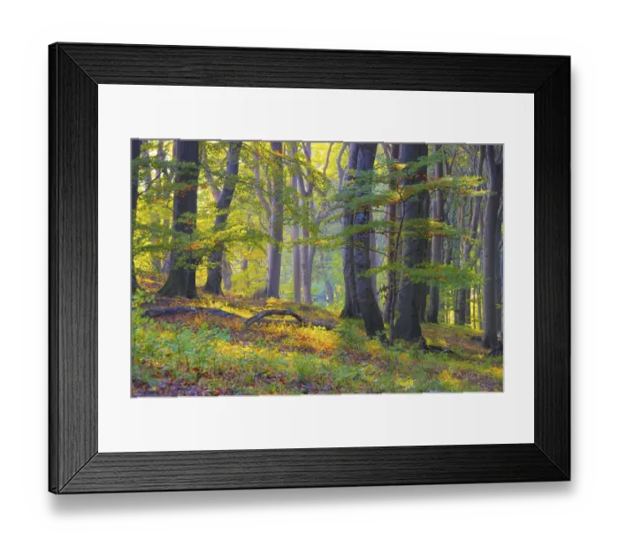 Framed Print : Beech forest auf der Insel Ruegen Framed Print : Beech forest auf der Insel Ruegen