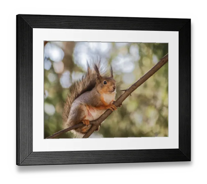 Framed Print : Squirrel sitting curiously on a branch up in a tree in a forest Framed Print : Squirrel sitting curiously on a branch up in a tree in a forest