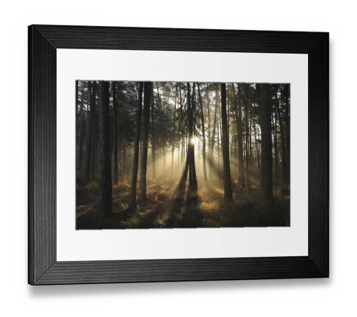 Framed Print : Autumn coniferous forest in foggy weather during sunrise