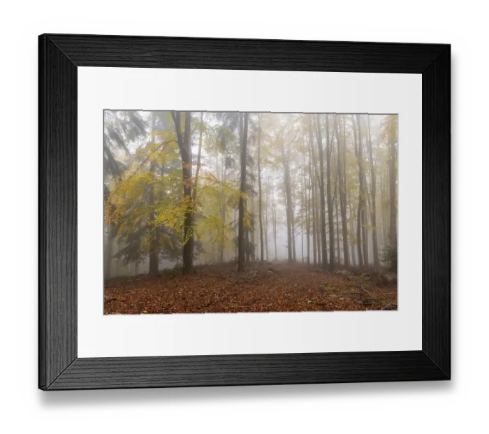 Framed Print : Beech, forest, autumn, italy