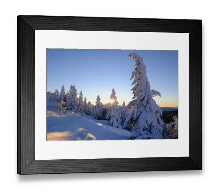 Framed Print : Sunrise, snow-covered pines, Grosser Arber Framed Print : Sunrise, snow-covered pines, Grosser Arber