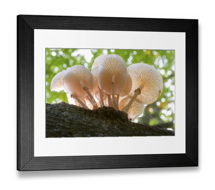 Framed Print : Beech slime mould (Oudemansiella mucida) on a tree trunk
