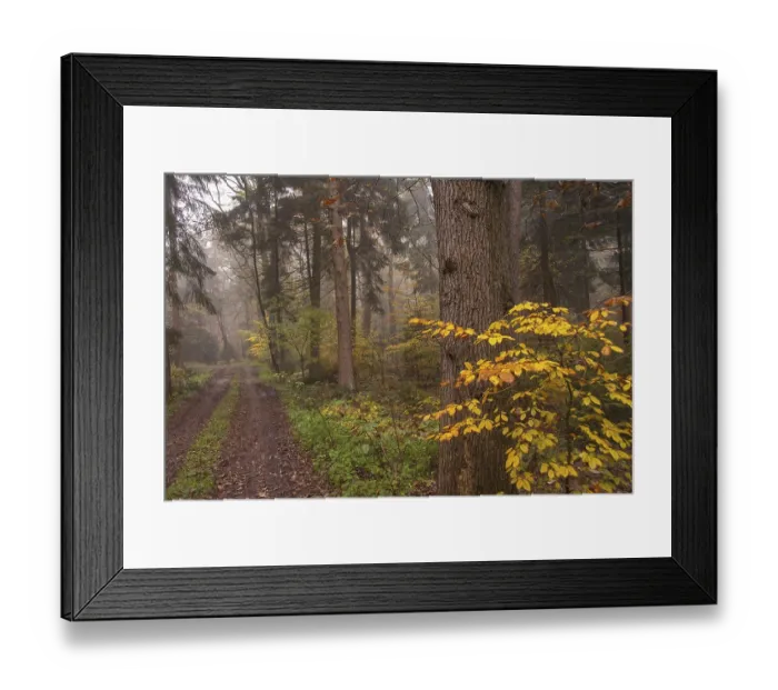 Framed Print : An autumnal forest with a muddy path and bright yellow leaves on the trees Framed Print : An autumnal forest with a muddy path and bright yellow leaves on the trees