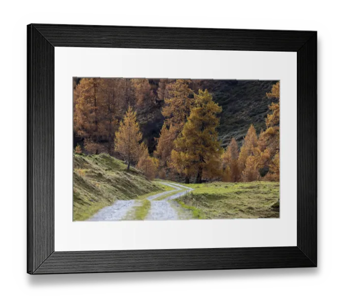Framed Print : Autumnal larch forests, Vallon d'Arbi Framed Print : Autumnal larch forests, Vallon d'Arbi