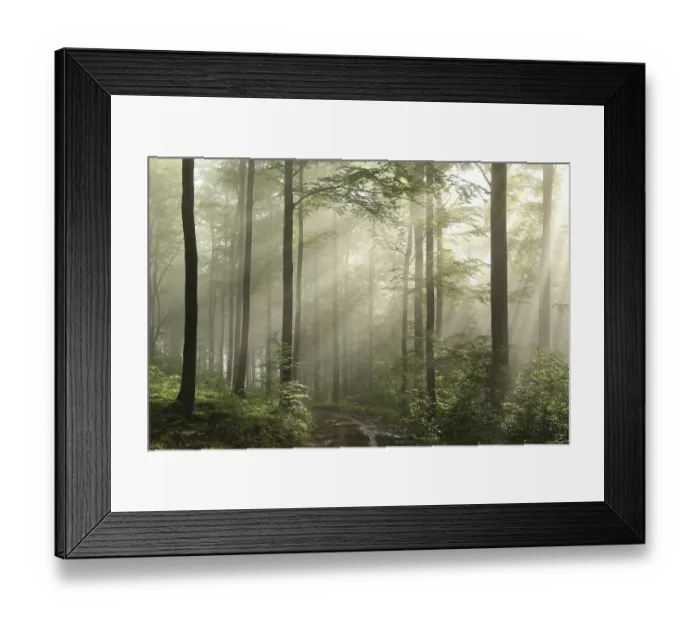 Framed Print : Sunrise in the spring beech forest after rainfall Framed Print : Sunrise in the spring beech forest after rainfall