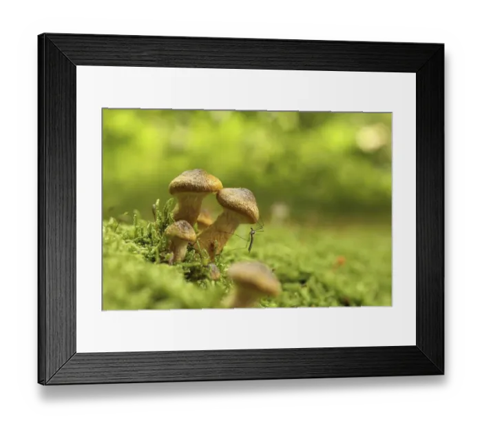 Framed Print : Mushrooms growing on a tree trunk in the forest Framed Print : Mushrooms growing on a tree trunk in the forest