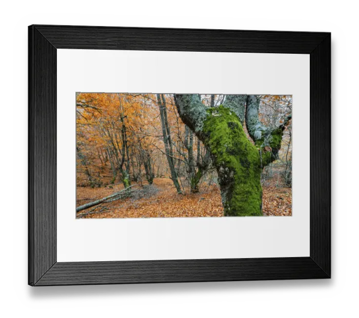 Framed Print : Hayedo de la Pedrosa Natural Protected Area Framed Print : Hayedo de la Pedrosa Natural Protected Area