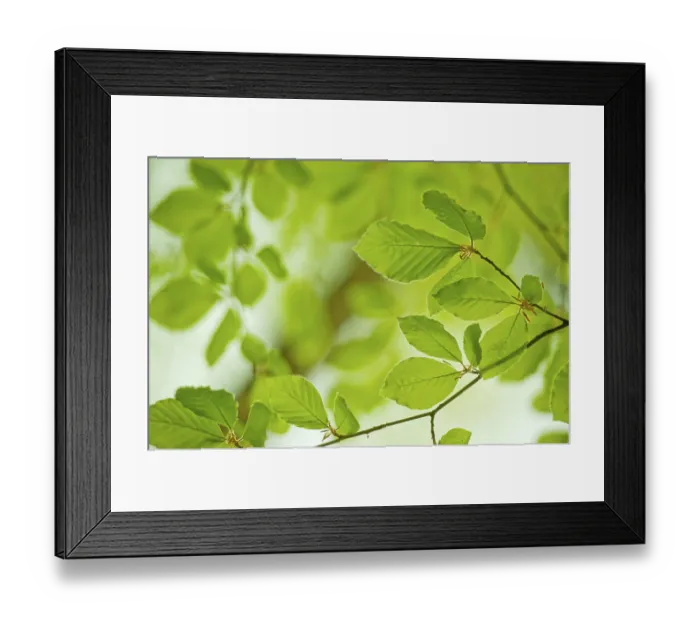 Framed Print : Young leaves in the spring forest from Beech Framed Print : Young leaves in the spring forest from Beech