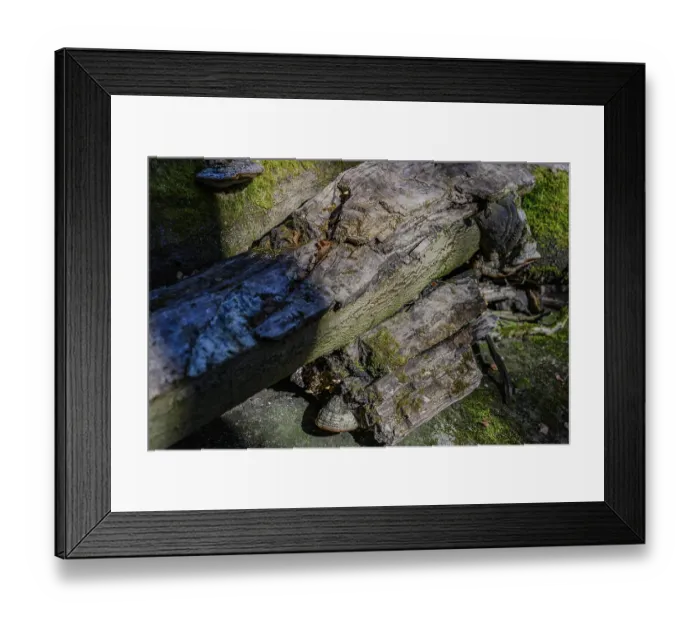 Framed Print : Weathered tree trunks with moss and textures in the forest