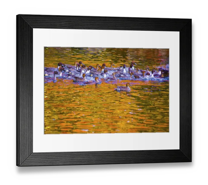 Framed Print : Pond duck with autumn leaves being reflected