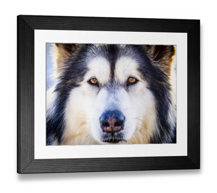 Framed Print : Alaskan malamute close-up of the head Framed Print : Alaskan malamute close-up of the head