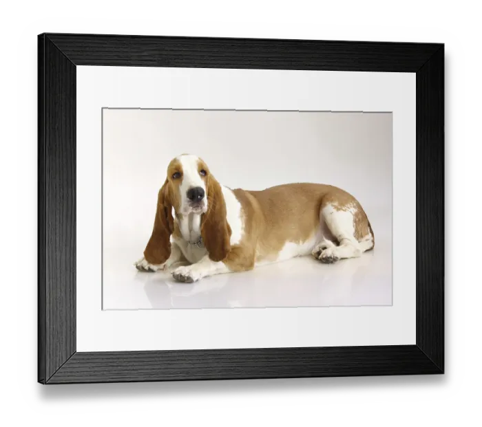 Framed Print : Dog Basset Hound female posing on white background Framed Print : Dog Basset Hound female posing on white background