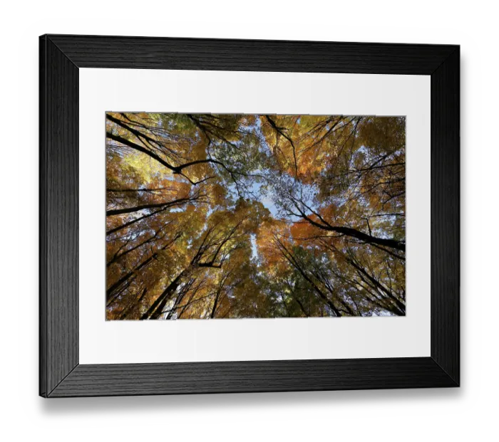 Framed Print : Nature, autumnal forest, view from below into the tree tops Framed Print : Nature, autumnal forest, view from below into the tree tops
