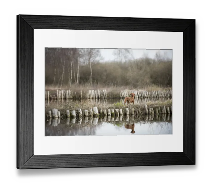 Framed Print : Magyar Vizsla dog standing beside a pond